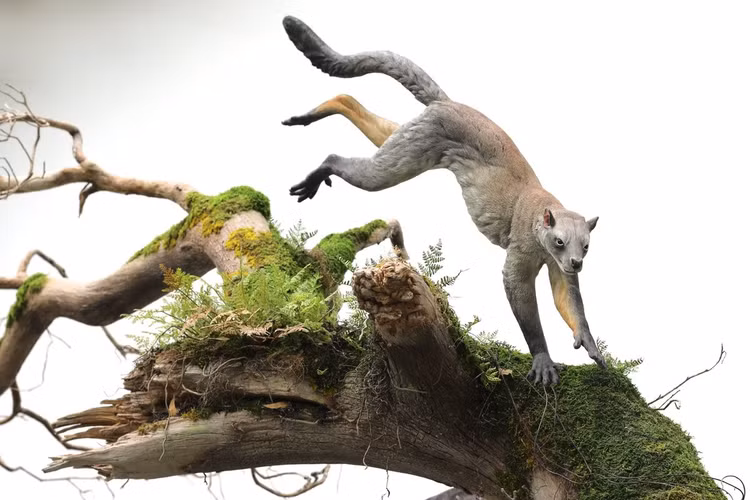 Vai trò trong tiến hóa linh trưởng. Plesiadapis thường được coi là một trong những ứng cử viên sớm nhất cho tổ tiên của linh trưởng - nhóm động vật gồm cả con người, dù vẫn còn nhiều tranh luận. Ảnh: Pinterest.