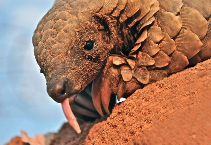 Dişleri yoktur. Pangolinler, termit ve karıncaları yakalamak için uzun ve yapışkan dillerini kullanırlar. Bu dil, vücutlarından daha uzun olabilir. Fotoğraf: Pinterest. Chúng không có răng. Tê tê dùng chiếc lưỡi dài, dính để bắt mối và kiến. Chiếc lưỡi này có thể dài hơn cả cơ thể chúng. Ảnh: Pinterest.