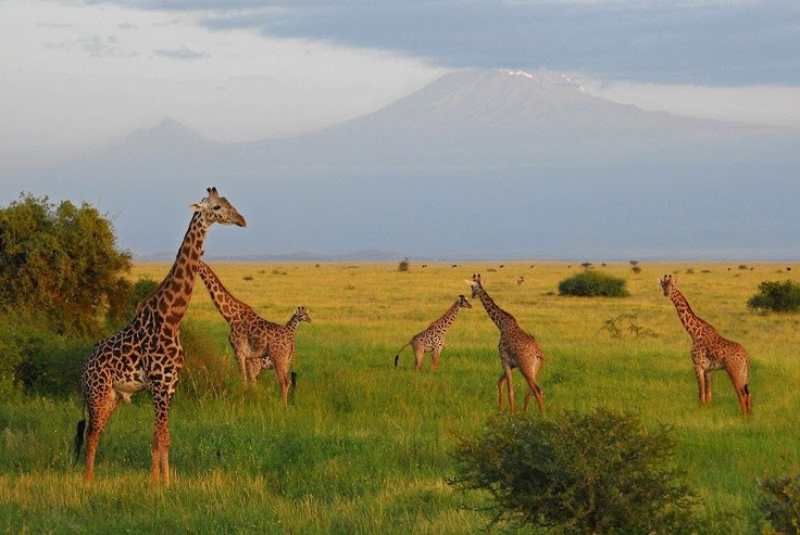 Là điểm đến safari nổi tiếng thế giới. Amboseli thu hút du khách bởi sự kết hợp hiếm có giữa động vật hoang dã, văn hóa bản địa và cảnh quan núi tuyết châu Phi. Ảnh: Pinterest.
