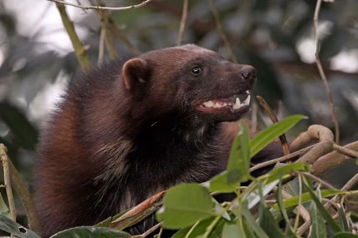 Răng và hàm cực khỏe. Hàm chồn gulo có thể nghiền nát xương đông cứng giữa mùa đông, giúp chúng tận dụng tối đa nguồn thức ăn. Ảnh: Pinterest.