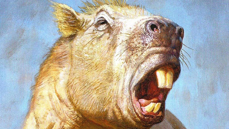 cửa khổng lồ. Hai răng cửa dài gần 30 cm, giúp chúng cắn nát cành cây hoặc phòng vệ trước kẻ thù. Ảnh: natgeofe.com.