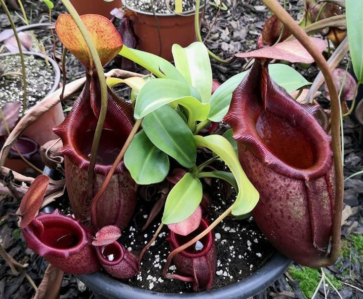 2. Loài cây này có thể “ăn thịt” cả động vật có xương sống. Ngoài côn trùng, Nepenthes rajah đã từng được ghi nhận là có thể bẫy và tiêu hóa cả chuột, thằn lằn và ếch nhỏ. Ảnh: Pinterest.