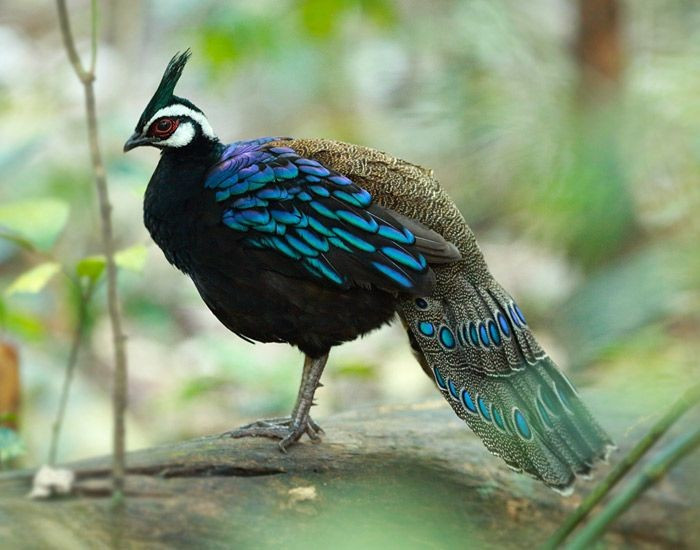 Bộ lông óng ánh như ngọc lam. Con trống có bộ lông mang sắc xanh lục và lam ánh kim tuyệt đẹp, nổi bật khi gặp ánh sáng mặt trời. Ảnh: Pinterest.