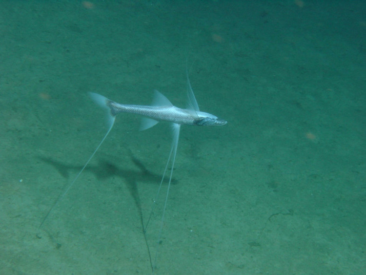 Thị giác tiêu giảm. Sống trong bóng tối gần như tuyệt đối khiến đôi mắt của chúng không còn phát triển mạnh như cá vùng nước nông. Chúng có mắt nhỏ, kém nhạy sáng, thay vào đó dựa nhiều hơn vào các cơ quan cảm nhận rung động trong nước. Ảnh: inaturalist.