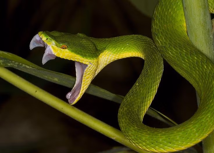 4. Có khả năng săn mồi rất hiệu quả vào ban đêm. Là loài hoạt động về đêm, rắn lục đuôi đỏ sử dụng khả năng cảm nhận nhiệt bằng hố nhiệt để phát hiện con mồi trong bóng tối. Ảnh: Pinterest.