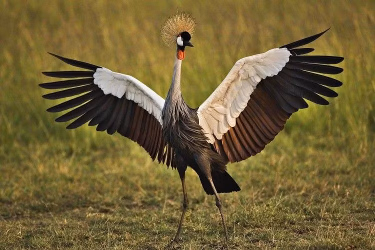 Thức ăn rất đa dạng. Từ côn trùng, ếch nhái đến hạt giống, chúng ăn hầu như mọi thứ tìm được. Ảnh: Pinterest.