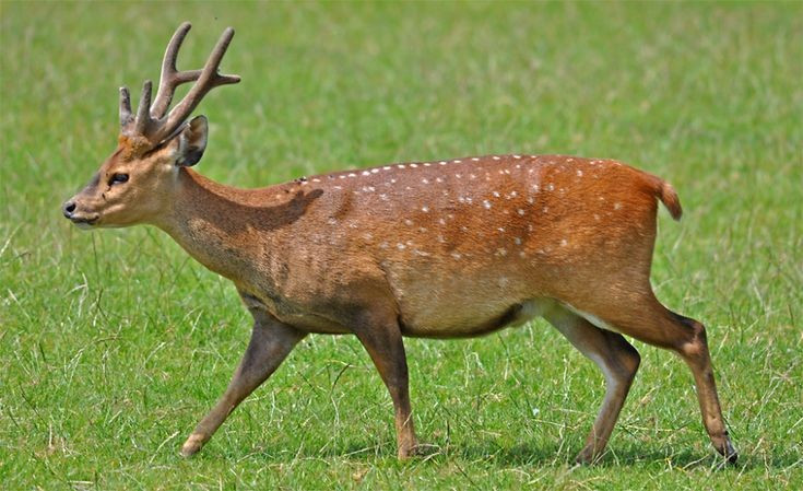 8. Được nuôi để lấy nhung và bảo tồn nguồn gen. Ở Việt Nam và Trung Quốc, hươu sao được nuôi bán hoang dã để lấy nhung – phần gạc non giàu dưỡng chất – đồng thời giúp bảo tồn giống loài quý hiếm này. Ảnh: Pinterest.