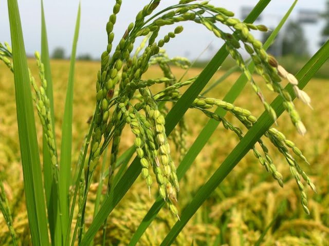 Cây lúa là một trong những loài cây trồng cổ xưa nhất thế giới. Lúa được thuần hóa cách đây khoảng 9.000–10.000 năm tại khu vực Đông Á và Đông Nam Á, trở thành nền tảng của các nền văn minh lúa nước. Ảnh: Pinterest.