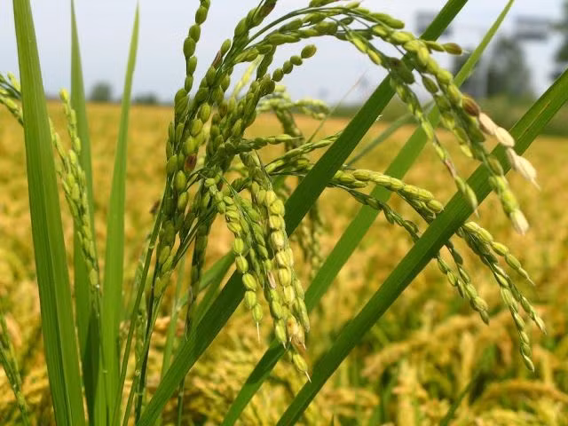 Cây lúa là một trong những loài cây trồng cổ xưa nhất thế giới. Lúa được thuần hóa cách đây khoảng 9.000–10.000 năm tại khu vực Đông Á và Đông Nam Á, trở thành nền tảng của các nền văn minh lúa nước. Ảnh: Pinterest.