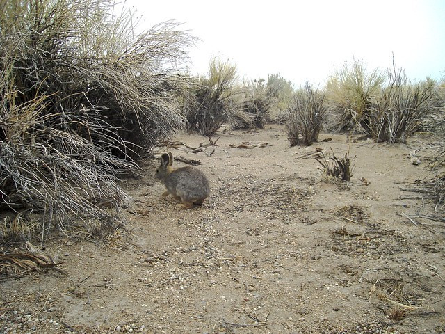 Phụ thuộc nhiều vào cây ngải đắng (sagebrush). Môi trường sống của thỏ lùn gắn chặt với các vùng bụi cây ngải đắng ở miền Tây Hoa Kỳ. Loài cây này không chỉ cung cấp nơi trú ẩn mà còn là nguồn thức ăn chính của chúng, đặc biệt trong mùa đông khi các nguồn thức ăn khác trở nên khan hiếm. Ảnh: staticflickr.com.