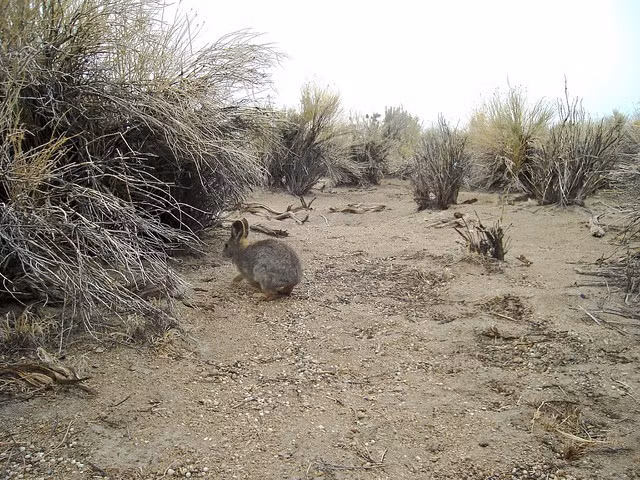 Phụ thuộc nhiều vào cây ngải đắng (sagebrush). Môi trường sống của thỏ lùn gắn chặt với các vùng bụi cây ngải đắng ở miền Tây Hoa Kỳ. Loài cây này không chỉ cung cấp nơi trú ẩn mà còn là nguồn thức ăn chính của chúng, đặc biệt trong mùa đông khi các nguồn thức ăn khác trở nên khan hiếm. Ảnh: staticflickr.com.