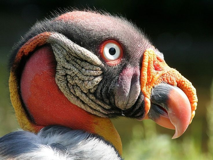 Là biểu tượng văn hóa của người Maya. Trong văn hóa bản địa, chúng thường được xem như sứ giả kết nối sự sống và cái chết. Ảnh: Pinterest.