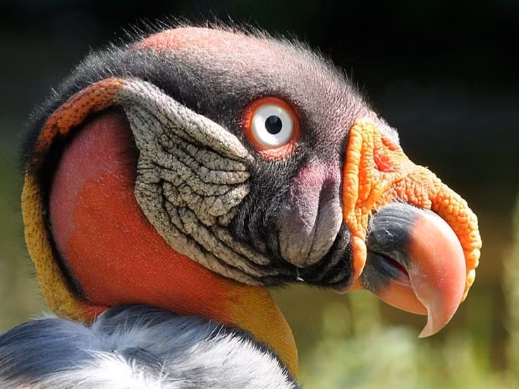 Là biểu tượng văn hóa của người Maya. Trong văn hóa bản địa, chúng thường được xem như sứ giả kết nối sự sống và cái chết. Ảnh: Pinterest.