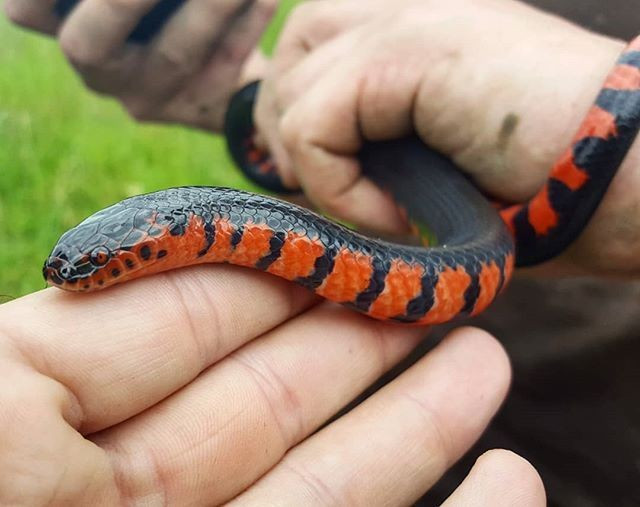Không có nọc độc nguy hiểm. Dù có vẻ ngoài đáng sợ, rắn bùn không có nọc độc gây hại cho con người. Khi bị đe dọa, chúng thường cuộn đuôi và dùng đầu đuôi nhọn chích nhẹ để tự vệ. Ảnh: Pinterest.