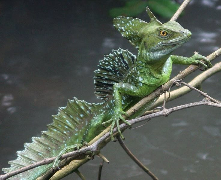 Màu xanh ngọc đặc trưng là để ngụy trang. Màu sắc rực rỡ giúp nhông buồm xanh hòa vào những tán lá nhiệt đới, bất ngờ hiệu quả hơn nhiều người tưởng. Ảnh: Pinterest.