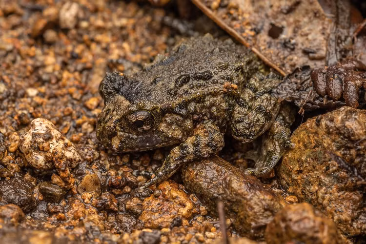 Đang được bảo tồn nghiêm ngặt. Ếch Hochstetter hiện được xếp vào nhóm loài bị đe dọa do mất môi trường sống, động vật xâm lấn và bệnh dịch lưỡng cư. Chính phủ New Zealand và nhiều tổ chức bảo tồn đang thực hiện các chương trình giám sát, bảo vệ nhằm duy trì quần thể loài ếch cổ đại này. Ảnh: smugmug.com.