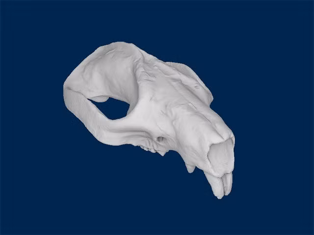 Hàm răng độc đáo. Chúng sở hữu răng cửa dài và răng hàm thích nghi cho việc nghiền thức ăn thực vật, đặc điểm khiến nhiều nhà khoa học liên tưởng đến loài gặm nhấm. Ảnh: umich.edu.