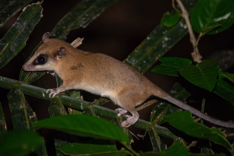 Sống chủ yếu trên cây. Đúng như tên gọi, loài thú này dành phần lớn cuộc sống trên các cành cây trong rừng. Chúng có đuôi dài linh hoạt giúp giữ thăng bằng và đôi khi có thể quấn quanh cành để hỗ trợ leo trèo, giúp chúng di chuyển nhanh nhẹn giữa các tán cây. Ảnh: inaturalist.org.