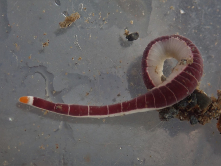 Ít được biết đến nhưng rất quan trọng sinh thái. Giun vòi đóng vai trò kiểm soát quần thể sinh vật đáy nhỏ, góp phần duy trì cân bằng sinh thái trong các hệ sinh thái biển ven bờ. Ảnh: inaturalist.