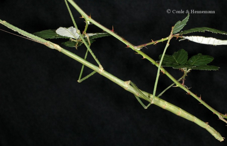 1. Là loài côn trùng dài nhất hành tinh. Bọ que khổng lồ có thể dài tới 55 cm nếu tính cả chân, khiến nó trở thành loài côn trùng dài nhất từng được ghi nhận trên thế giới. Ảnh: phasmatodea.com.