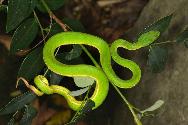 3. Sống chủ yếu ở các khu rừng rậm, đồi núi và vườn cây. Chúng ưa môi trường ẩm, nhiều cây cối và thường trú ngụ trên cành cao hoặc bụi rậm – nơi dễ săn mồi và tránh kẻ thù. Ảnh: Pinterest.