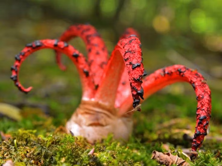 Không độc nhưng không ai dám ăn. Dù không có độc tố, mùi hôi khiến loài nấm này khiến con người tránh xa. Ảnh: Pinterest.