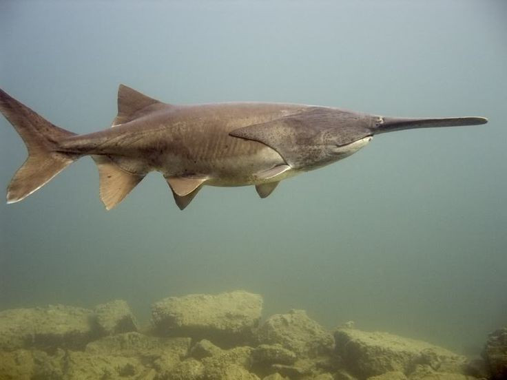 Chúng là họ hàng xa của cá tầm. Loài cá này thuộc họ Polyodontidae trong bộ Acipenseriformes, cùng nhóm tiến hóa với các loài cá tầm. Cả hai đều được xem là những dòng cá cổ đại đã tồn tại từ thời khủng long. Tuy nhiên, cá tầm thìa khác cá tầm ở chỗ chúng không có râu cảm giác dưới miệng và chủ yếu ăn sinh vật phù du thay vì săn mồi lớn. Ảnh: Pinterest.