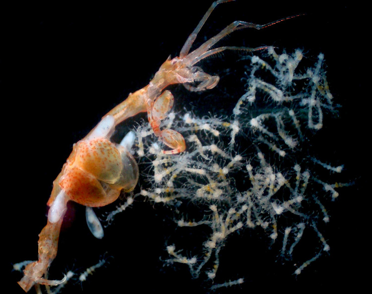 Sinh sản có chăm sóc con non. Con cái mang trứng trong túi ấp ở phần thân dưới, bảo vệ trứng cho đến khi con non nở ra, một đặc điểm phổ biến của nhóm amphipod. Ảnh: litoraldegranada.ugr.es.