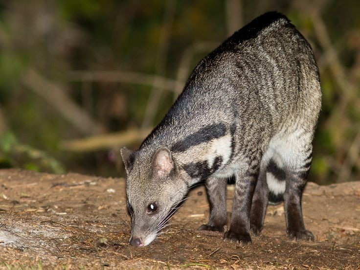 2. Đây là loài động vật có tập tính sống đơn độc và về đêm. Cầy giông sọc chủ yếu hoạt động vào ban đêm, sử dụng khứu giác phát triển để săn mồi trong bóng tối. Ảnh: Pinterest.