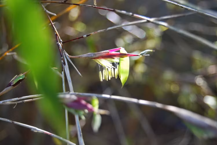 Góc nhìn khoa học hiện đại. Khoa học khẳng định tre ra hoa không phải điềm báo siêu nhiên, mà là chiến lược tiến hóa nhằm đảm bảo duy trì nòi giống, dù phải đánh đổi bằng cái chết của thế hệ cây mẹ. Ảnh: blogspot.com.