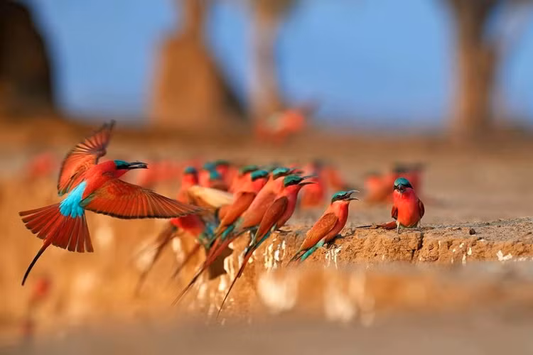 Quần thể chim hoang dã phong phú. Mana Pools là nơi sinh sống của hơn 380 loài chim, từ đại bàng cá châu Phi đến cò, diệc và nhiều loài chim di cư quý hiếm. Ảnh: ujuzitravel.com.