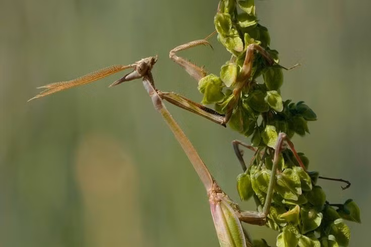 Vai trò quan trọng trong hệ sinh thái. Bọ ngựa giúp kiểm soát số lượng nhiều loài côn trùng khác, bao gồm cả loài gây hại cho nông nghiệp. Dù vậy, chúng cũng săn bắt cả côn trùng có ích, phản ánh vị trí trung gian trong chuỗi thức ăn tự nhiên. Ảnh: Pinterest.