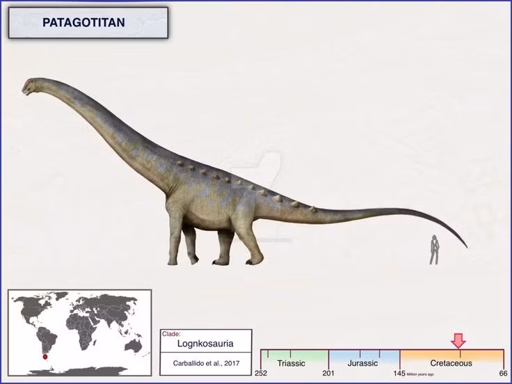 Patagotitan là loài khủng long lớn nhất từng được phát hiện. Chiều dài của nó có thể lên tới 37 mét và nặng hơn 70 tấn, nặng bằng khoảng 17–18 con voi châu Á. Ảnh: Pinterest.