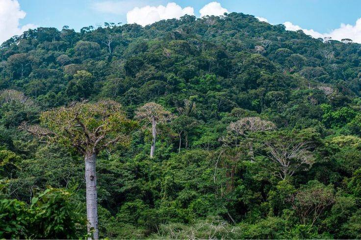 Darién là vườn quốc gia lớn nhất của Panama. Với diện tích hơn 5.700 km², vườn quốc gia này bao gồm rừng mưa, đầm lầy và núi cao. Ảnh: Pinterest.