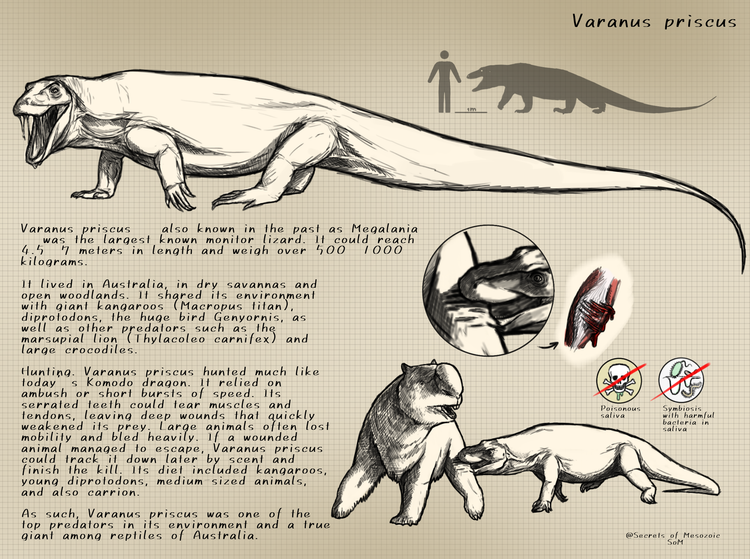 Tốc độ đáng kinh ngạc. Dù đồ sộ, cấu trúc xương và cơ bắp cho thấy nó có thể di chuyển nhanh trong quãng ngắn để phục kích con mồi, tương tự cách các loài kỳ đà hiện đại tăng tốc bất ngờ khi tấn công. Ảnh: Pinterest.