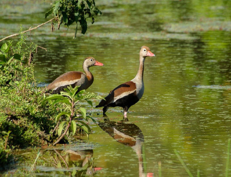 Con trống và con mái gần như giống nhau. Ở nhiều loài chim nước, con trống có bộ lông sặc sỡ hơn, nhưng ở le nâu thì hai giới gần như giống hệt nhau về màu sắc và kích thước. Điều này khiến việc phân biệt giới tính bằng mắt thường khá khó khăn ngay cả đối với người quan sát chim có kinh nghiệm. Ảnh: photoaves.com.