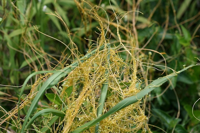 Phát hiện cây chủ bằng tín hiệu hóa học. Cây non có khả năng “ngửi” các hợp chất bay hơi do cây khác phát ra, giúp nó định hướng và quấn nhanh vào cây phù hợp. Ảnh: biolib.cz.