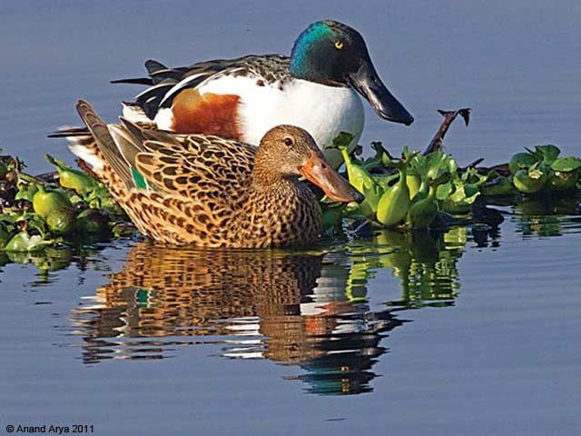 7. Vịt con biết bơi ngay sau khi nở. Chỉ sau vài giờ nở ra, vịt con đã có thể đi theo mẹ ra vùng nước và bắt đầu học cách kiếm ăn, tuy vẫn phụ thuộc mẹ trong giai đoạn đầu đời. Ảnh: Pinterest.