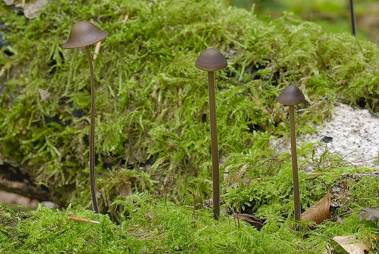 Cuống nấm rất mảnh và dai. Bên ngoài cuống có màu đen, thô và sần, giúp loài nấm này nổi bật trong thảm lá. Ảnh: englishfungi.org.