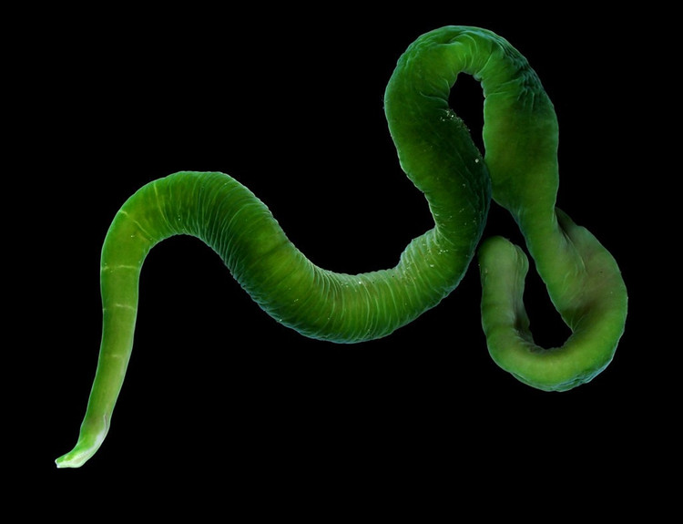 Hình dạng đơn giản nhưng hệ thần kinh phát triển. Dù không có phân đốt, giun vòi sở hữu hệ thần kinh dạng dây dọc khá phát triển, giúp chúng phản ứng nhanh với kích thích và điều khiển chính xác chiếc vòi săn mồi. Ảnh: staticflickr.com.