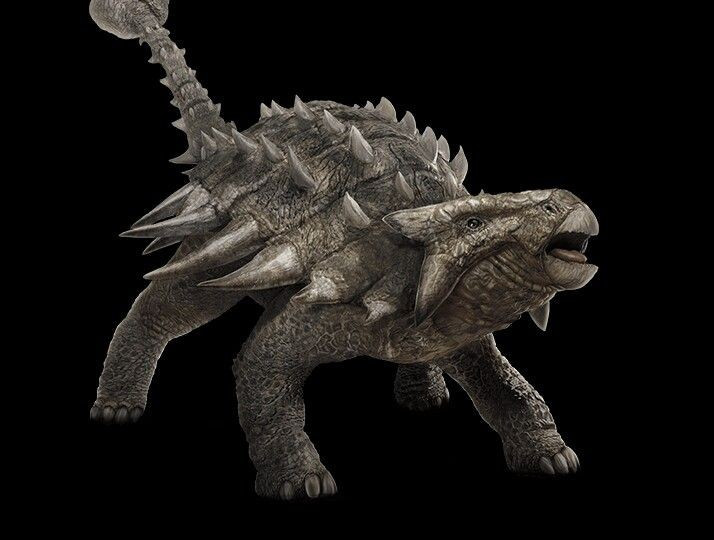 5. Hộp sọ của nó cực kỳ dày và cứng. Hộp sọ có nhiều tấm giáp bao quanh và rất chắc chắn, bảo vệ tốt cả phần đầu vốn là điểm yếu ở nhiều loài. Ảnh: Pinterest.