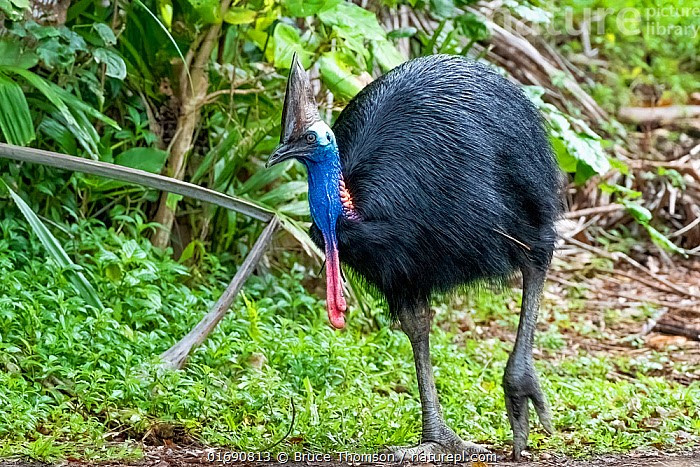 Cặp yếm sặc sỡ đóng vai trò giao tiếp. Hai dải da đỏ và xanh lam ở cổ và yếm giúp loài chim này giao tiếp, nhận diện cá thể và thể hiện trạng thái sinh sản. Ảnh: infradoxxs.com.