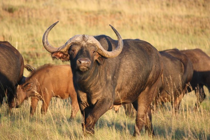 Vai trò quan trọng trong hệ sinh thái. Chúng giúp kiểm soát sự phát triển của thảm thực vật nhờ việc gặm cỏ, đồng thời là nguồn thức ăn quan trọng cho nhiều loài săn mồi. Ảnh: Pinterest.