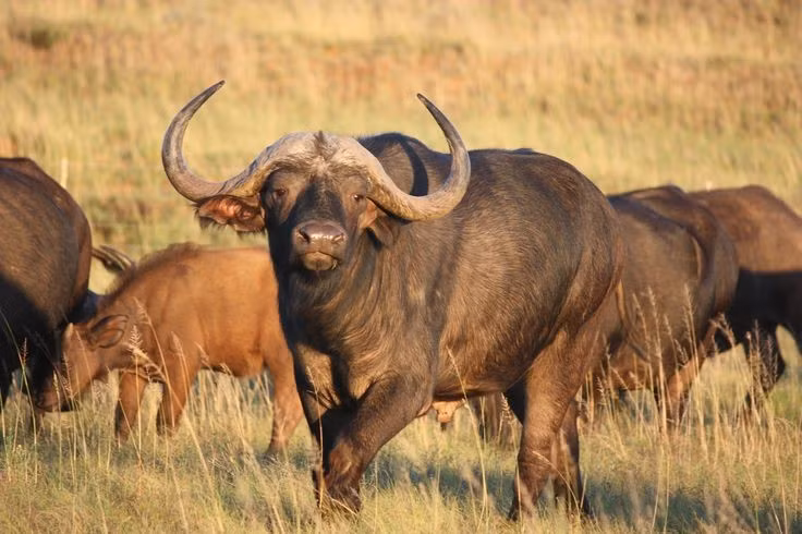 Vai trò quan trọng trong hệ sinh thái. Chúng giúp kiểm soát sự phát triển của thảm thực vật nhờ việc gặm cỏ, đồng thời là nguồn thức ăn quan trọng cho nhiều loài săn mồi. Ảnh: Pinterest.