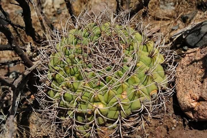 Cơ chế quang hợp đặc biệt. Nhiều loài xương rồng sử dụng cơ chế CAM, mở khí khổng vào ban đêm để hấp thụ CO₂, giảm thất thoát nước dưới ánh nắng gay gắt ban ngày. Đây là một thích nghi quan trọng với khí hậu sa mạc. Ảnh: Pinterest.