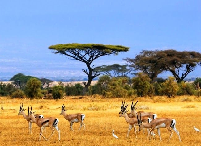 Hệ sinh thái savan đa dạng sinh học. Công viên là nơi sinh sống của sư tử, báo, linh dương, trâu rừng, hươu cao cổ và hơn 400 loài chim. Ảnh: Pinterest.