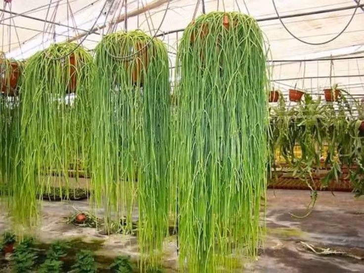 Thân dạng dây mềm mại. Không có gai nhọn dày đặc, thân của xương rồng tầm gửi mảnh, dài và rủ xuống như những sợi dây xanh, tạo cảm giác giống cây tầm gửi hay rêu rừng. Ảnh: Pinterest.