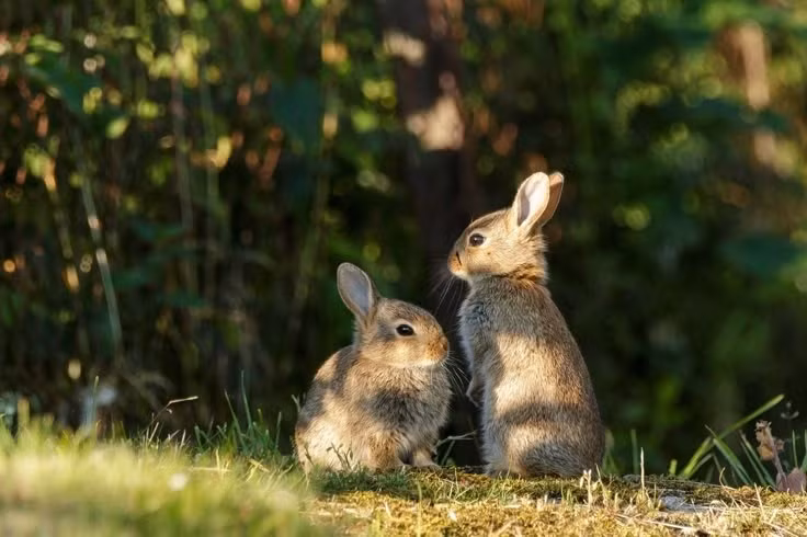 Một số quần thể đang bị đe dọa. Sự suy giảm môi trường sống, đặc biệt là các vùng bụi ngải đắng bị chuyển đổi thành đất nông nghiệp hoặc bị cháy rừng, đã khiến một số quần thể thỏ lùn suy giảm đáng kể. Vì vậy, chúng đang được quan tâm trong các chương trình bảo tồn ở nhiều khu vực miền Tây Hoa Kỳ. Ảnh: Pinterest.