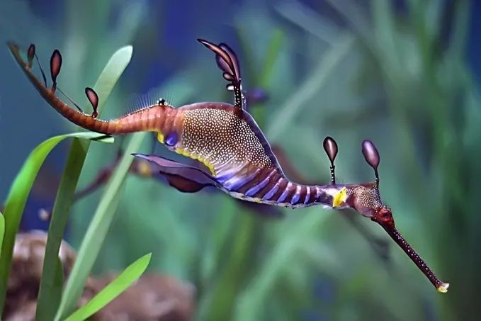 Chúng là họ hàng của cá ngựa. Cá hải long cỏ thuộc họ Syngnathidae cùng với cá ngựa và cá chìa vôi, chia sẻ nhiều đặc điểm độc đáo về sinh sản và hình thể. Ảnh: Pinterest.