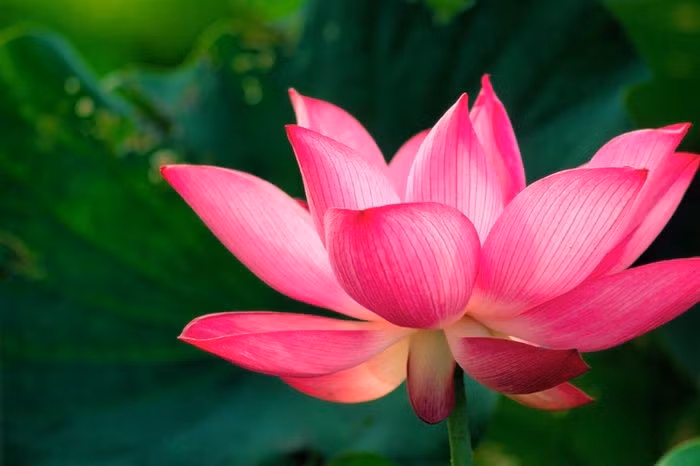 Hoa sen điều chỉnh nhiệt độ như động vật máu nóng. Trong quá trình nở, hoa sen có thể duy trì nhiệt độ ổn định khoảng 30–35°C, giúp thu hút côn trùng thụ phấn. Ảnh: Pinterest.